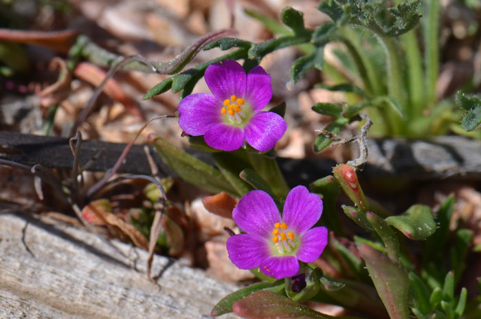 Calandrinia ciliata, Fringed Redmaids